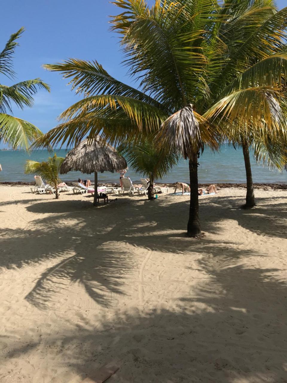 Green Parrot Beach Houses And Resort Placencia Exterior foto